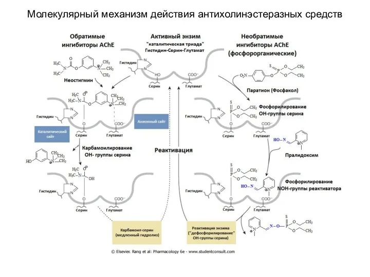 Молекулярный механизм действия антихолинэстеразных средств