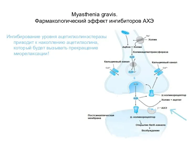 Myasthenia gravis. Фармакологический эффект ингибиторов АХЭ Ингибирование уровня ацетилхолинэстеразы приводит