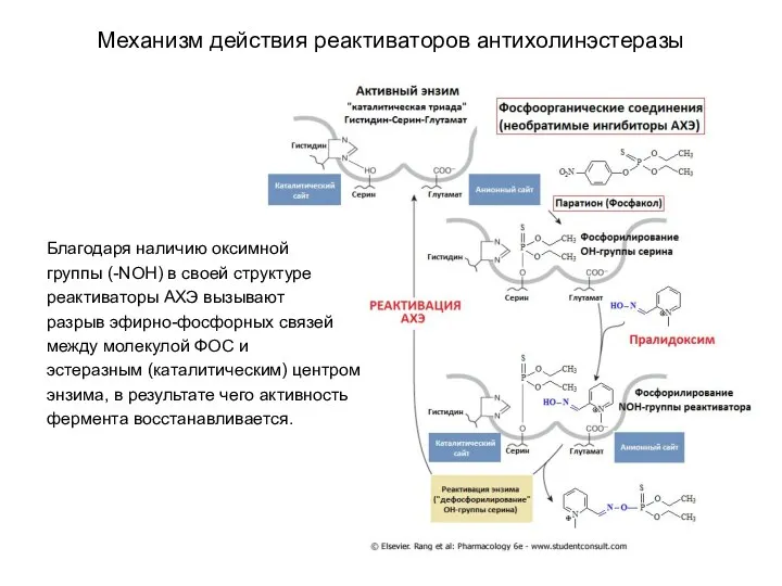 Механизм действия реактиваторов антихолинэстеразы Благодаря наличию оксимной группы (-NOН) в