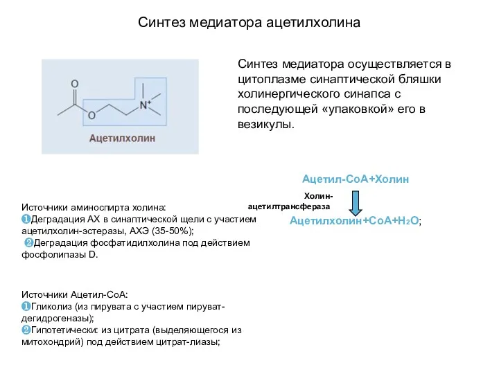 Синтез медиатора ацетилхолина Ацетил-СоА+Холин Холин- ацетилтрансфераза Ацетилхолин+СоА+Н2О; Источники Ацетил-СоА: ❶Гликолиз