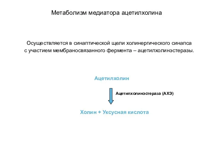 Метаболизм медиатора ацетилхолина Осуществляется в синаптической щели холинергического синапса с