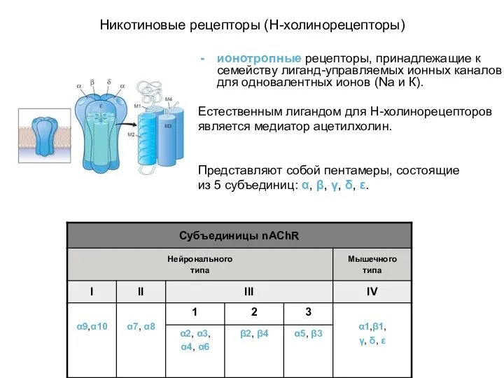 Никотиновые рецепторы (Н-холинорецепторы) ионотропные рецепторы, принадлежащие к семейству лиганд-управляемых ионных