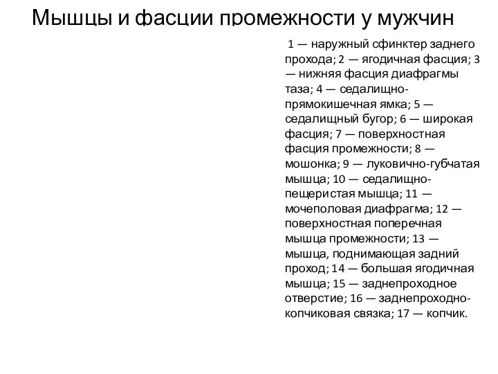 Мышцы и фасции промежности у мужчин 1 — наружный сфинктер заднего прохода; 2