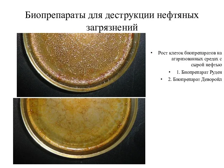 Биопрепараты для деструкции нефтяных загрязнений Рост клеток биопрепаратов на агаризованных средах с сырой