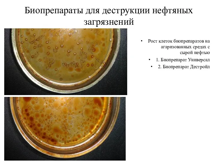 Биопрепараты для деструкции нефтяных загрязнений Рост клеток биопрепаратов на агаризованных
