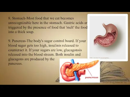 8. Stomach-Most food that we eat becomes unrecognizable here in