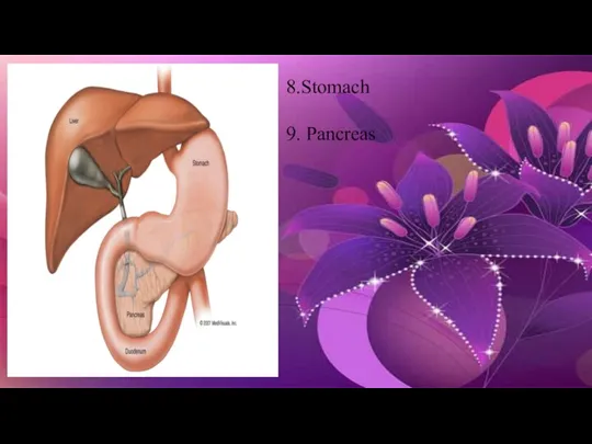8.Stomach 9. Pancreas
