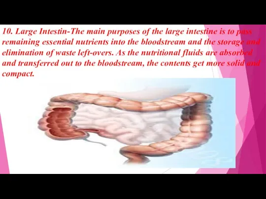 10. Large Intestin-The main purposes of the large intestine is