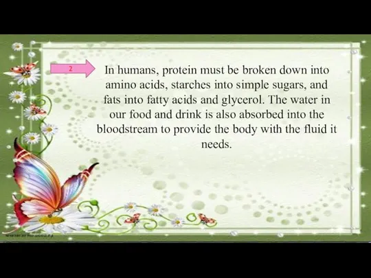 In humans, protein must be broken down into amino acids,