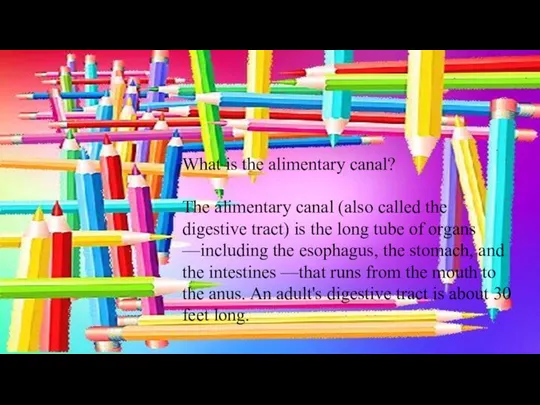 What is the alimentary canal? The alimentary canal (also called