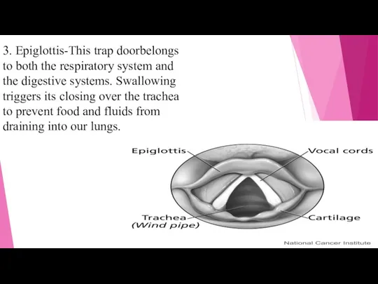 3. Epiglottis-This trap doorbelongs to both the respiratory system and