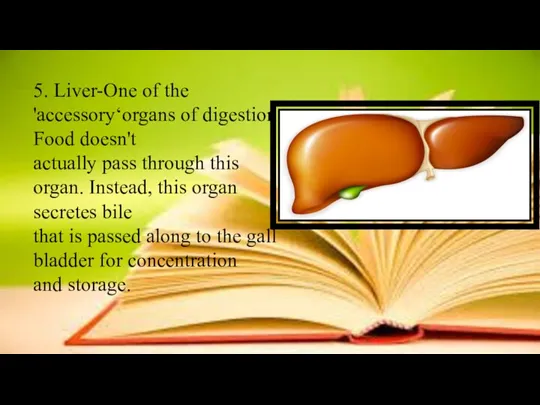 5. Liver-One of the 'accessory‘organs of digestion. Food doesn't actually