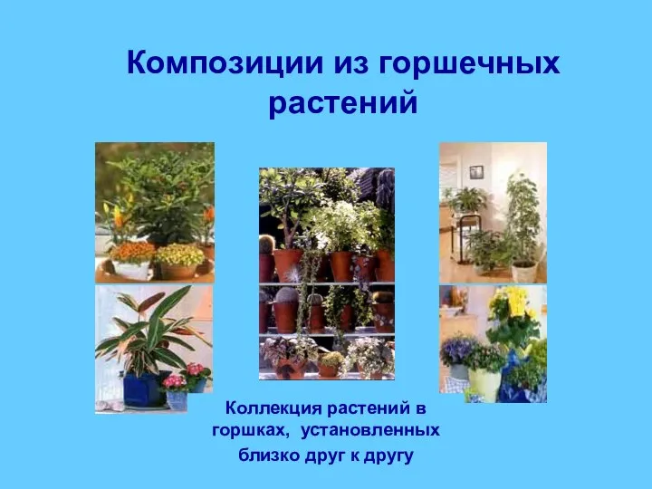 Композиции из горшечных растений Коллекция растений в горшках, установленных близко друг к другу
