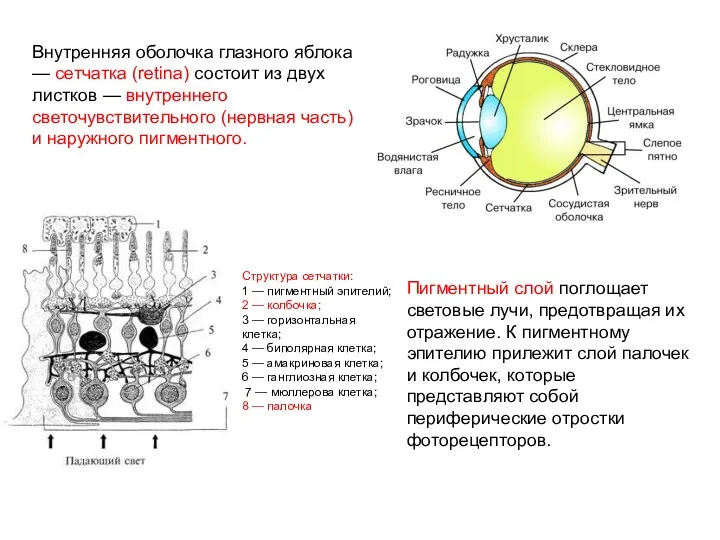 Пигментный слой поглощает световые лучи, предотвращая их отражение. К пигментному