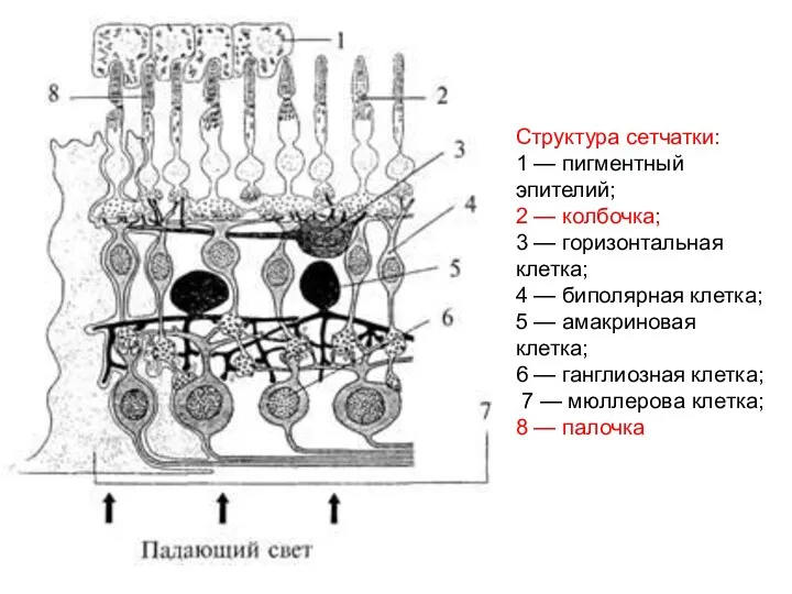 Структура сетчатки: 1 — пигментный эпителий; 2 — колбочка; 3 — горизонтальная клетка;