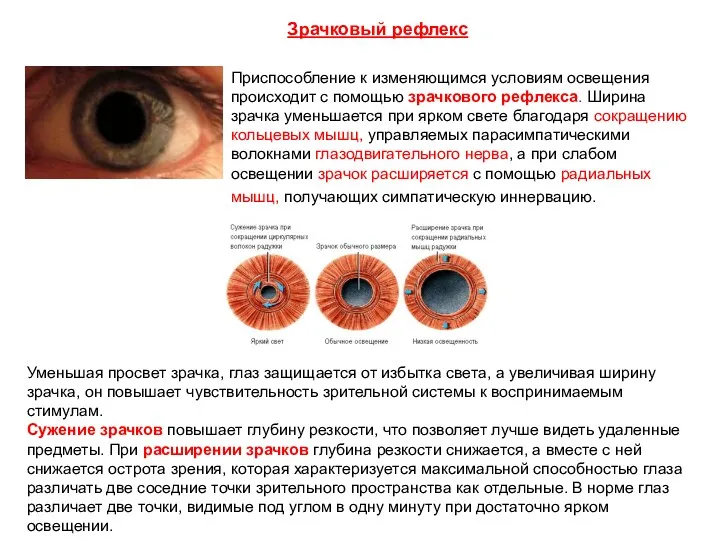 Приспособление к изменяющимся условиям освещения происходит с помощью зрачкового рефлекса. Ширина зрачка уменьшается