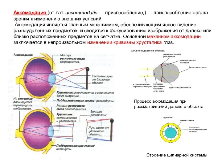 Аккомодация (от лат. accommodatio — приспособление,) — приспособление органа зрения