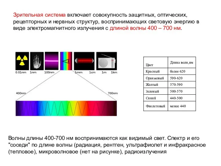 Зрительная система включает совокупность защитных, оптических, рецепторных и нервных структур,