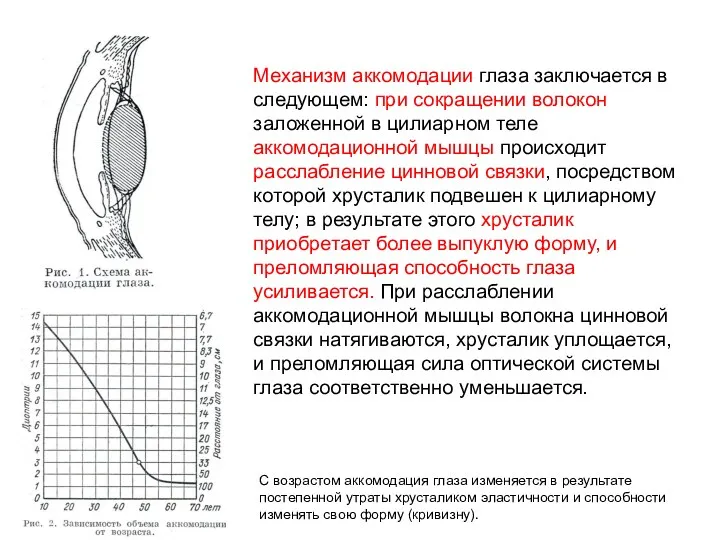 Механизм аккомодации глаза заключается в следующем: при сокращении волокон заложенной