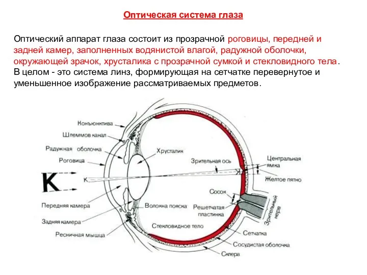 Оптический аппарат глаза состоит из прозрачной роговицы, передней и задней камер, заполненных водянистой