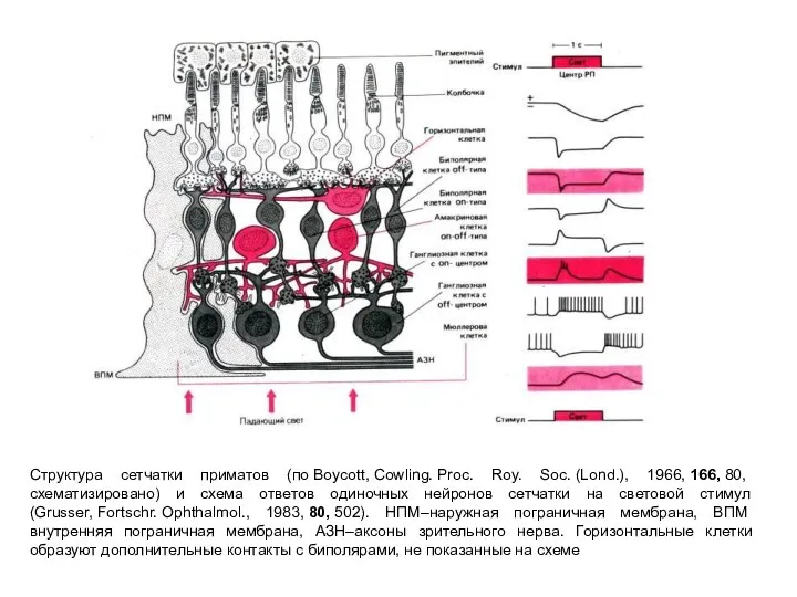 Структура сетчатки приматов (по Boycott, Cowling. Proc. Roy. Soc. (Lond.), 1966, 166, 80,