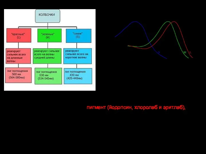 Каждая колбочка содержит свой пигмент (йодопсин, хлоролаб и эритлаб), поглощающий определённый участок спектра