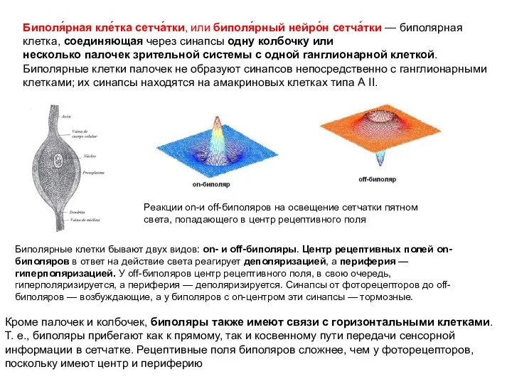 Биполя́рная кле́тка сетча́тки, или биполя́рный нейро́н сетча́тки — биполярная клетка,