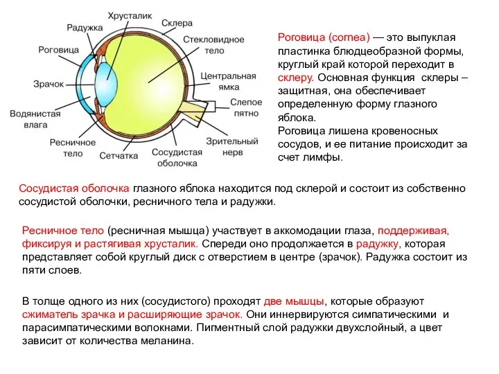 Роговица (cornea) — это выпуклая пластинка блюдцеобразной формы, круглый край которой переходит в