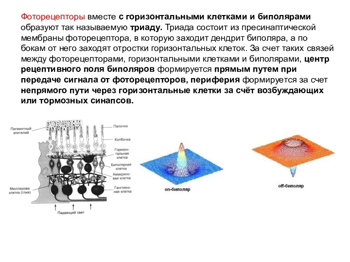 Фоторецепторы вместе с горизонтальными клетками и биполярами образуют так называемую триаду. Триада состоит