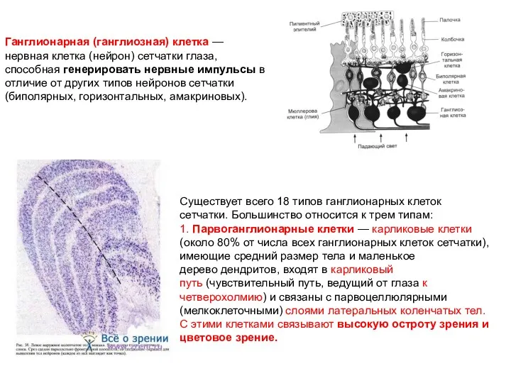 Ганглионарная (ганглиозная) клетка — нервная клетка (нейрон) сетчатки глаза, способная