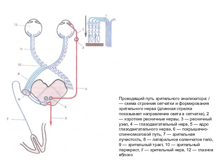 Проводящий путь зрительного анализатора: / — схема строения сетчатки и формирования зрительного нерва