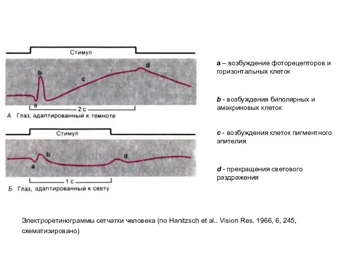 Электроретинограммы сетчатки человека (no Hanitzsch et al.. Vision Res. 1966, 6, 245, схематизировано)