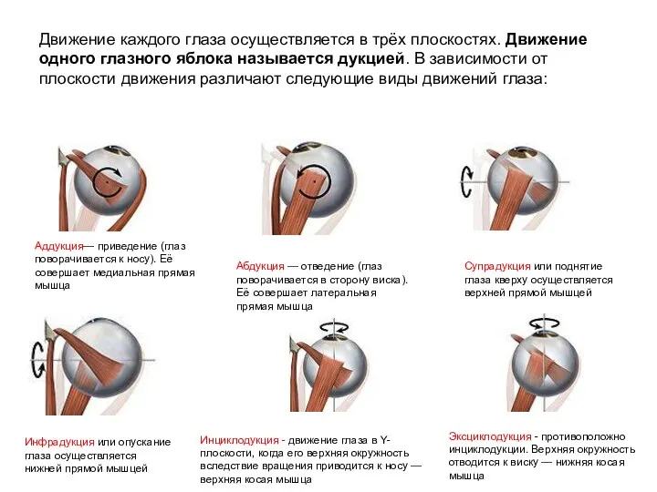 Движение каждого глаза осуществляется в трёх плоскостях. Движение одного глазного