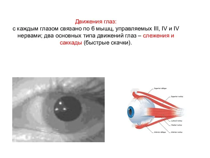 Движения глаз: с каждым глазом связано по 6 мышц, управляемых III, IV и