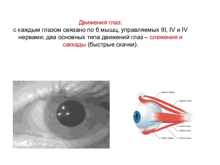 Движения глаз: с каждым глазом связано по 6 мышц, управляемых