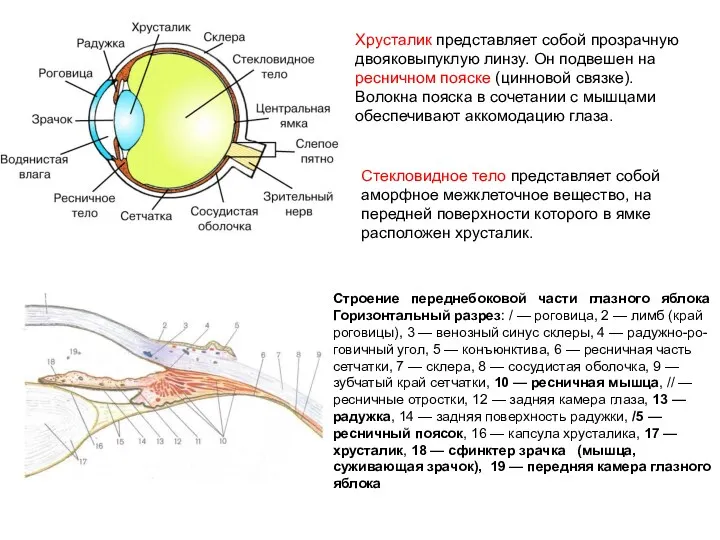 Хрусталик представляет собой прозрачную двояковыпуклую линзу. Он подвешен на ресничном пояске (цинновой связке).