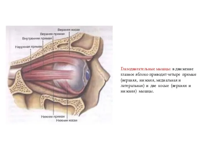 Глазодвигательные мышцы: в движение глазное яблоко приводят четыре прямые (верхняя, нижняя, медиальная и