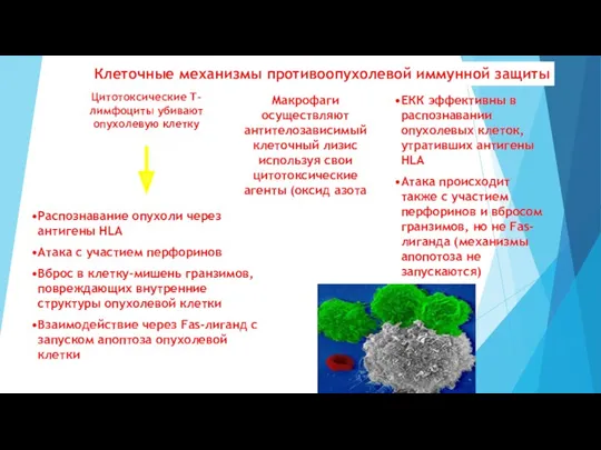 Клеточные механизмы противоопухолевой иммунной защиты Цитотоксические Т-лимфоциты убивают опухолевую клетку