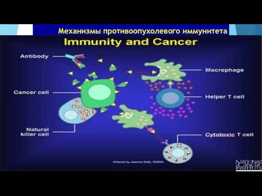 Механизмы противоопухолевого иммунитета