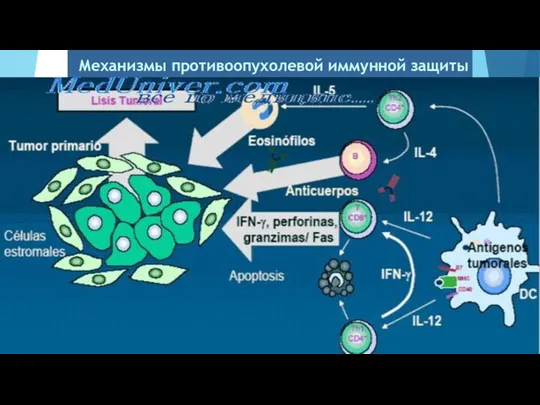 Механизмы противоопухолевой иммунной защиты