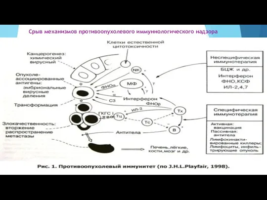 Срыв механизмов противоопухолевого иммуннологического надзора