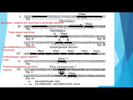 Мутация с переносом онкогена в активную область Трансляция онкогена Амплификация