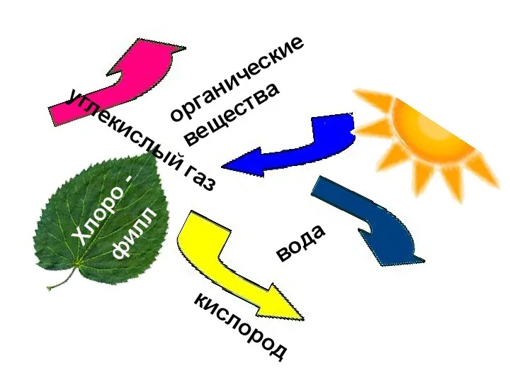 кислород органические вещества вода углекислый газ