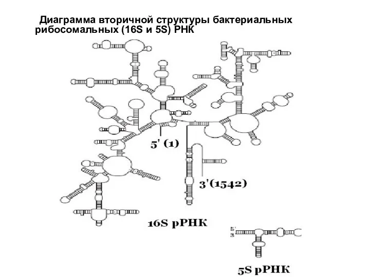 Диаграмма вторичной структуры бактериальных рибосомальных (16S и 5S) РНК