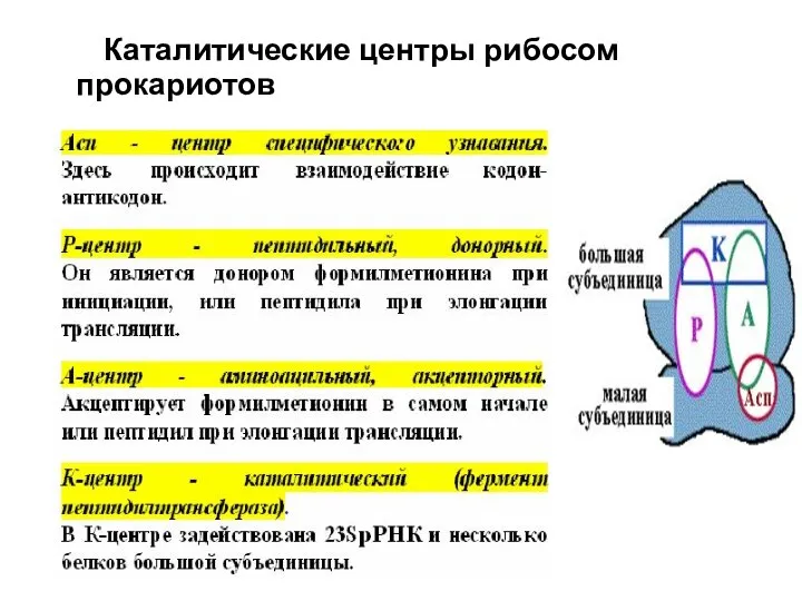 Каталитические центры рибосом прокариотов