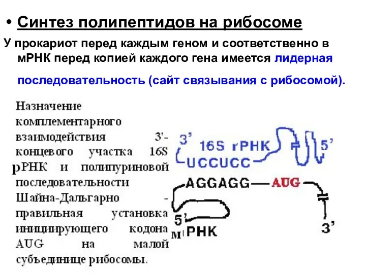 Синтез полипептидов на рибосоме У прокариот перед каждым геном и