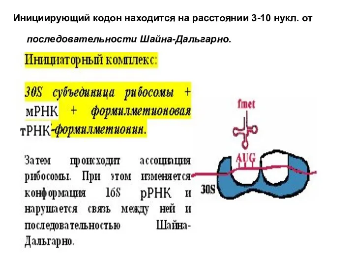 Инициирующий кодон находится на расстоянии 3-10 нукл. от последовательности Шайна-Дальгарно.