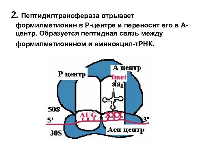 2. Пептидилтрансфераза отрывает формилметионин в Р-центре и переносит его в