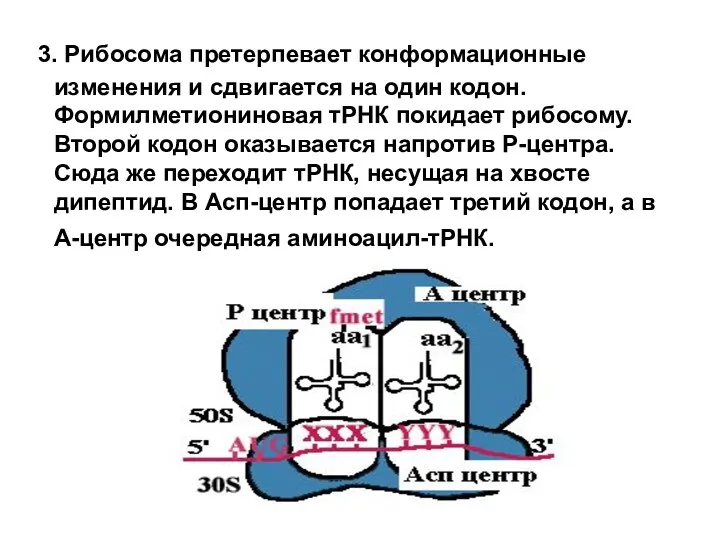 3. Рибосома претерпевает конформационные изменения и сдвигается на один кодон.