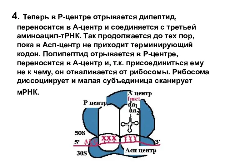 4. Теперь в Р-центре отрывается дипептид, переносится в А-центр и